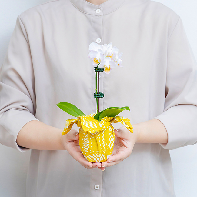 インテリア胡蝶蘭 結び花（白） | 祝電商品 | 【電報サービス】VERY CARD