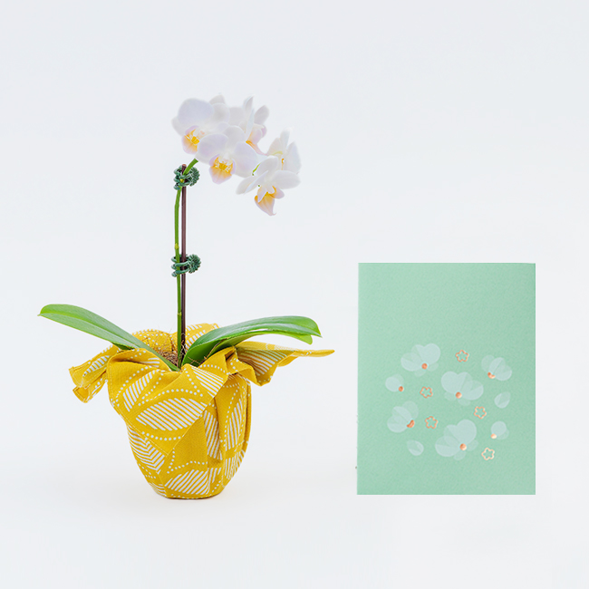 インテリア胡蝶蘭 結び花（白） | 祝電商品 | 【電報サービス】VERY CARD