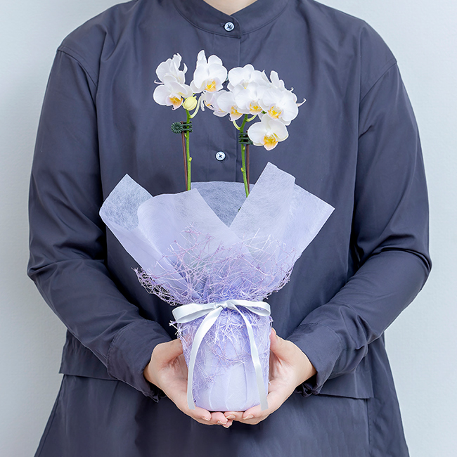 胡蝶蘭 偲び花（淡紫の祈り) | 弔電商品 | 【電報サービス】VERY CARD