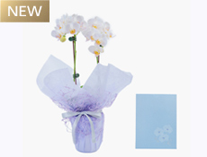 メモリアル・フォトフレーム ピンクローズ | 弔電商品 | 【電報