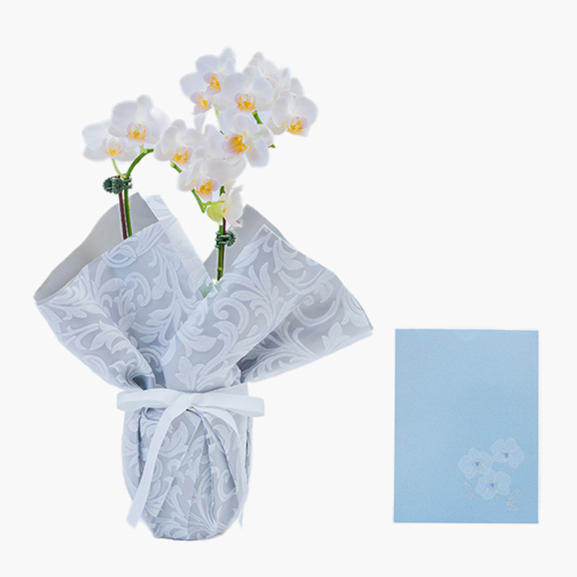 胡蝶蘭 偲び花（銀の祈り) | 弔電商品 | 【電報サービス】VERY CARD