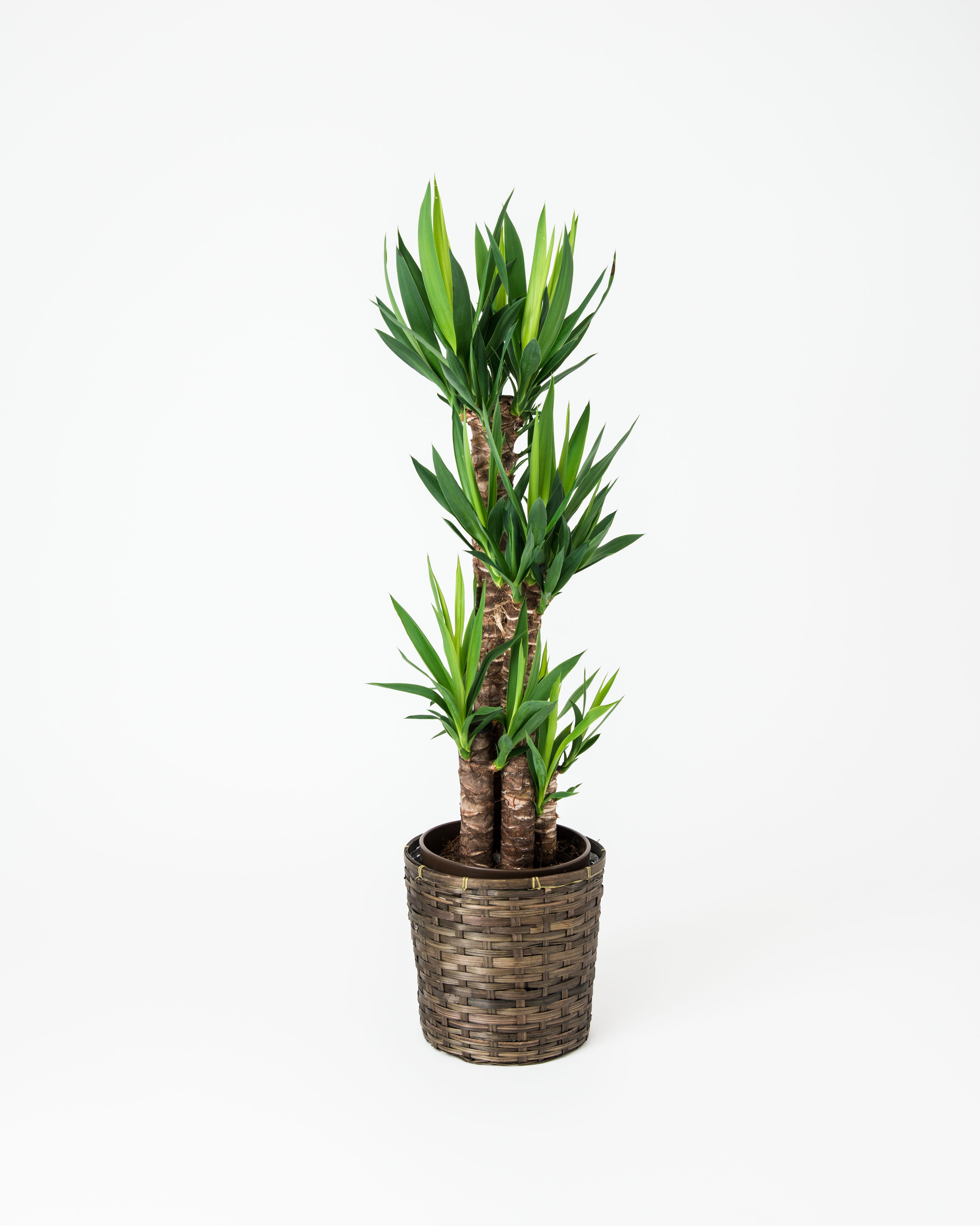 パキラ♪ 観葉植物 パキラ 8号 曲り ソンク シリンダー ホワイトサンド