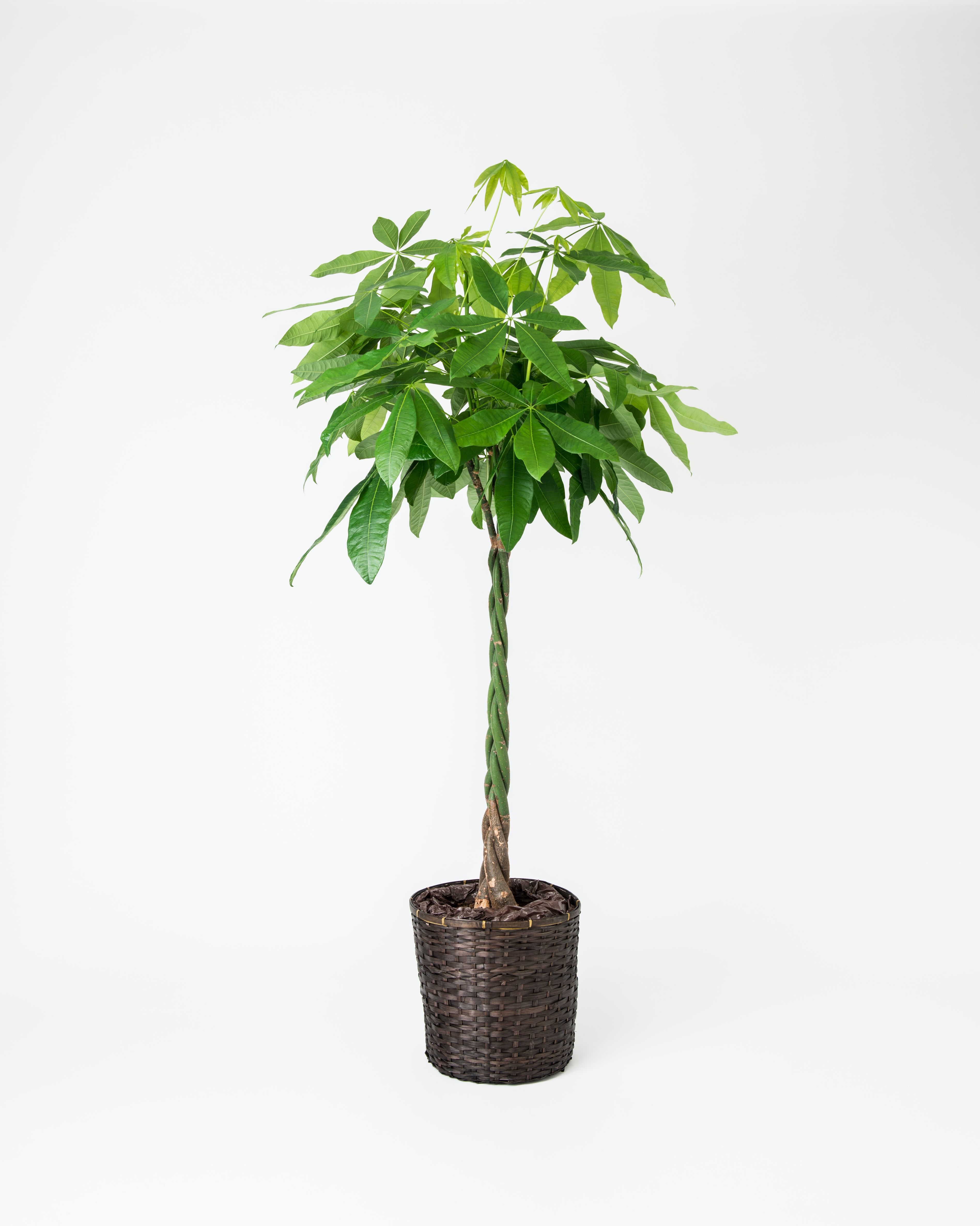 パキラ♪ 観葉植物 パキラ 8号 ねじり ラスターポット 付き | 観葉植物