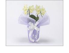 ミニ胡蝶蘭 グリーンピクシー 2本立 お悔み用 黄色系 | お悔やみの花