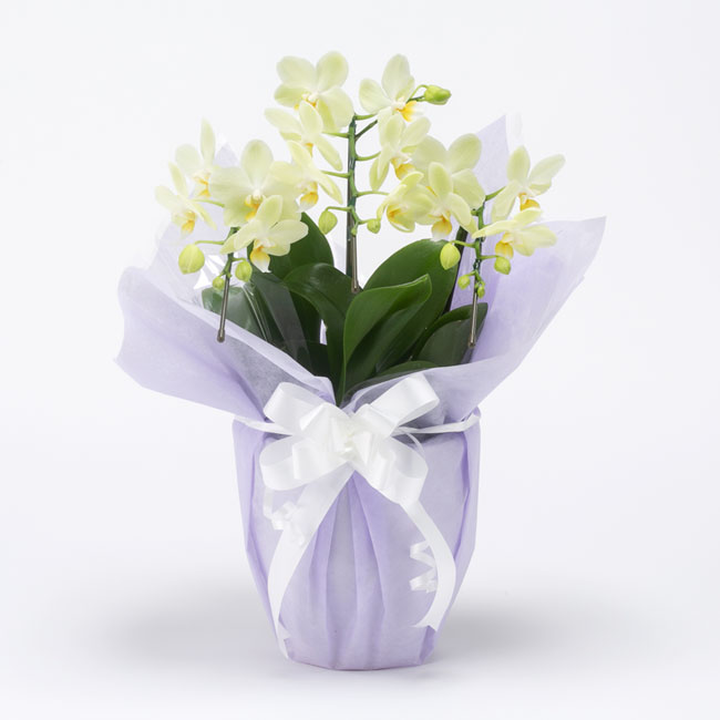 ミニ胡蝶蘭 グリーンピクシー 3本立 お悔み用 黄色系 | お悔やみの花