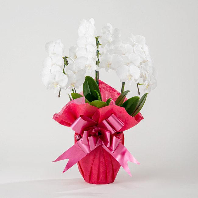 ミディ胡蝶蘭3本立 | お祝いの花商品 | 【電報サービス】VERY CARD