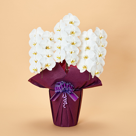 本格胡蝶蘭3本立 | お祝いの花商品 | 【電報サービス】VERY CARD