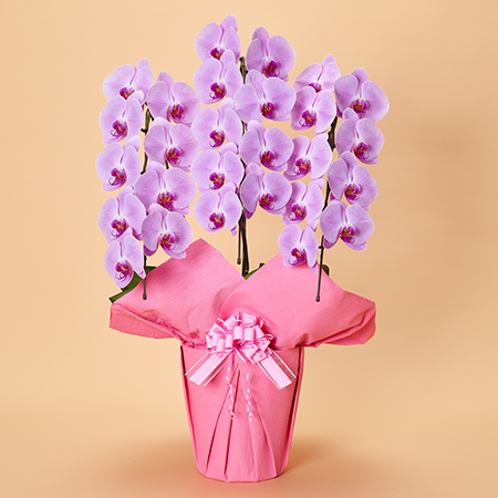 本格胡蝶蘭3本立 上級 | お祝いの花商品 | 【電報サービス】VERY