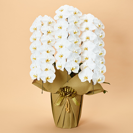 【プレミア品】蝶々結び CD FC会員限定購入特典 DOBEATU | ドゥービィツ on X: 