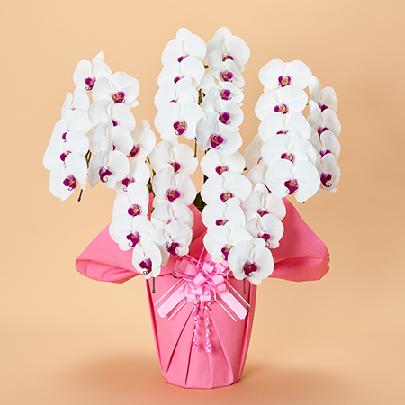 本格胡蝶蘭5本立 上級 | お祝いの花商品 | 【電報サービス】VERY CARD