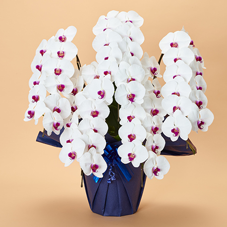 本格胡蝶蘭5本立 上特選 | お祝いの花商品 | 【電報サービス