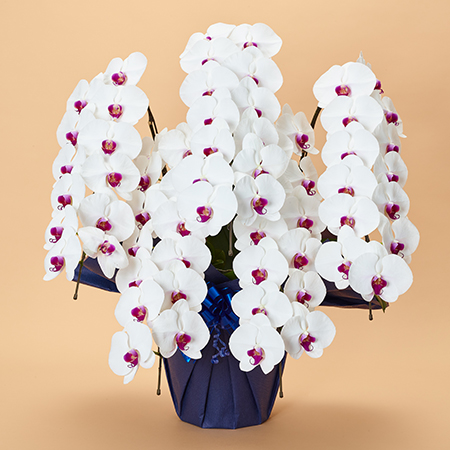 蘭様 5点おまとめ 本格胡蝶蘭5本立 プレミアム | お祝いの花商品 | 【電報サービス