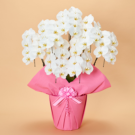 ♡muguet♡無言OK商品！お買い得品！！華やかな色合いの胡蝶蘭3本立ち 胡蝶蘭 3本立ち [ 24輪以上 ] | 胡蝶蘭 | ライフ・オブ・フラワー