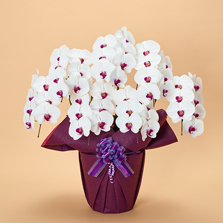 本格胡蝶蘭7本立 | お祝いの花商品 | 【電報サービス】VERY CARD