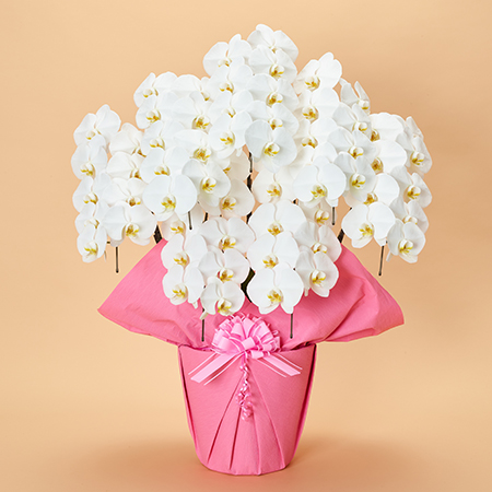 本格胡蝶蘭5本立 プレミアム特選 | お祝いの花商品 | 【電報サービス