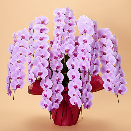 胡蝶蘭 造花 アートフラワーMATSUZAKI｜お祝い花、花プレゼント、開店、移転、造花